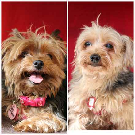 Miss McNugget and Tater Tot ,