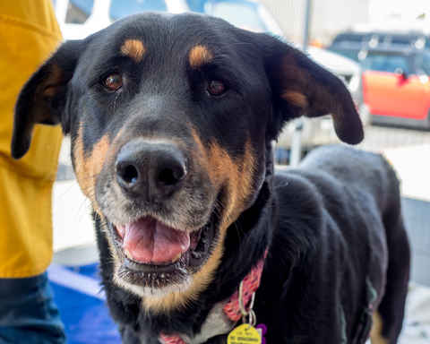 Catherine Zeta-Jones