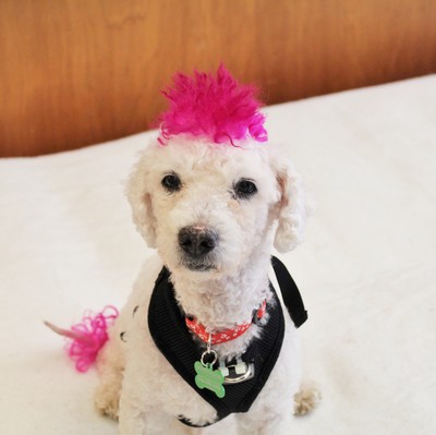 Sid | Muttville