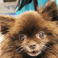 Chewy