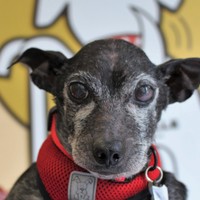 Dobby