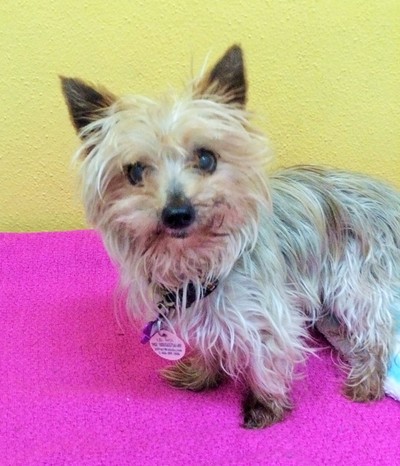 Phoebe