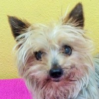 Phoebe