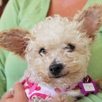 Chiquita