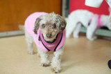 Rosie