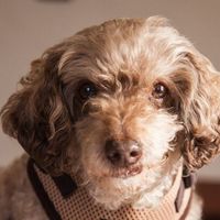 Rosie
