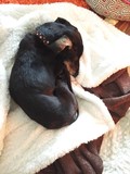 Stella