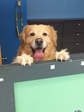 Duke