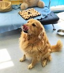 Duke