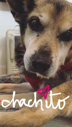 Chacho