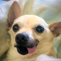 Ferris