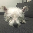 Wilma