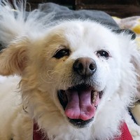 Shiro
