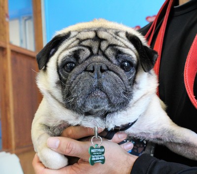 Pug mutt cheap