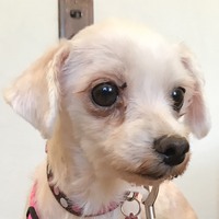 Dottie