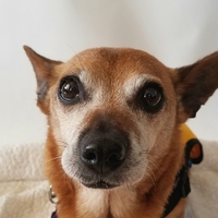 Lolita