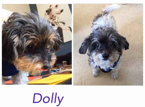 Dolly