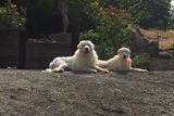 Fluff