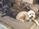 Buddy and Buster