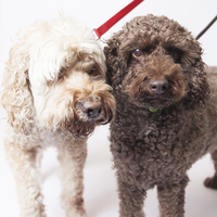 Buddy and Buster