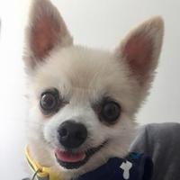 Loris