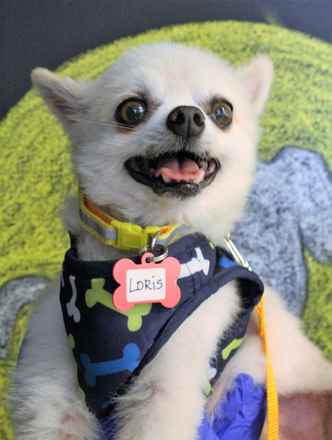 Loris