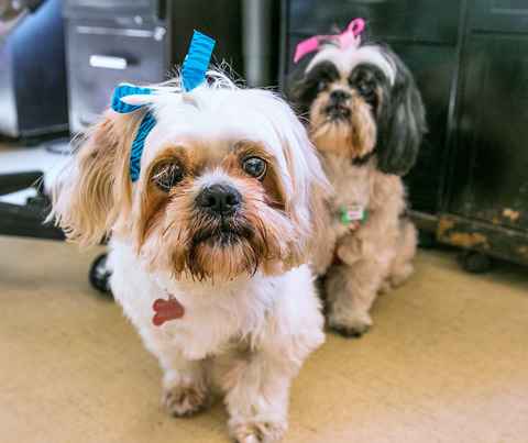 Goldie Hawn & Kurt Russell