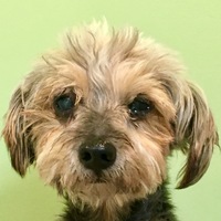 Rocko