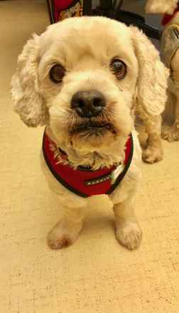 Charlie Brown & Snowman