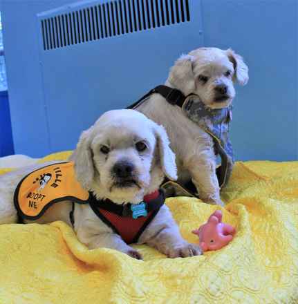 Charlie Brown & Snowman