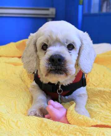 Charlie Brown & Snowman