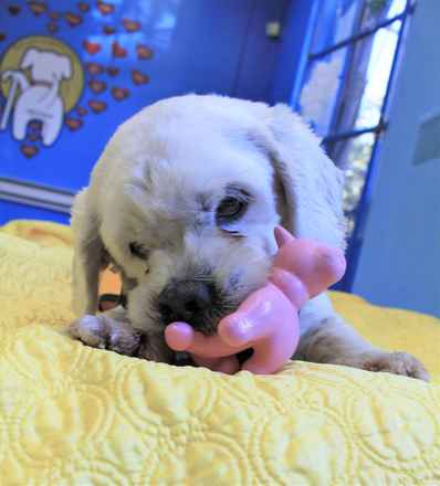 Charlie Brown & Snowman