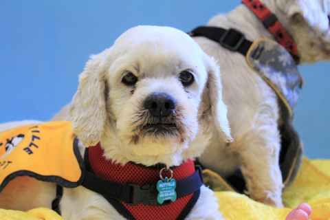 Charlie Brown & Snowman