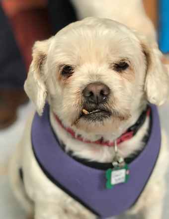 Charlie Brown & Snowman