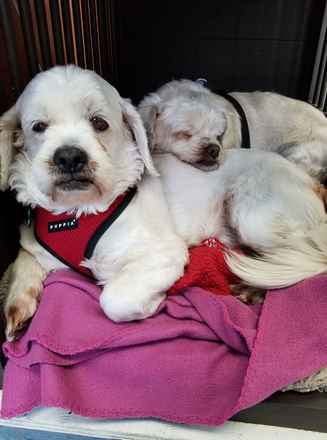 Charlie Brown & Snowman