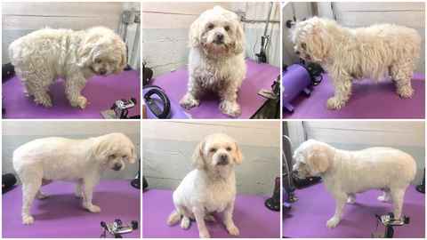 Charlie Brown & Snowman