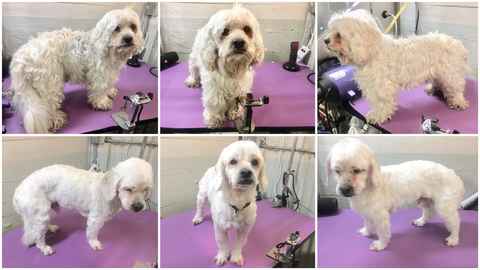 Charlie Brown & Snowman