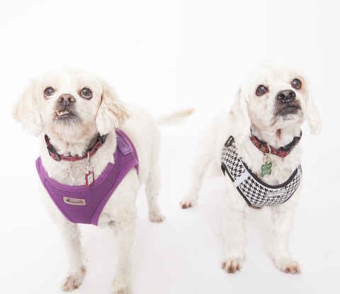 Charlie Brown & Snowman