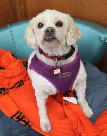 Charlie Brown & Snowman