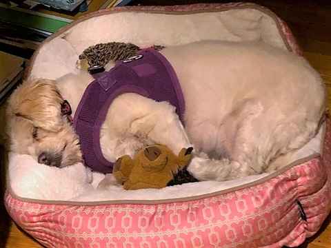 Charlie Brown & Snowman