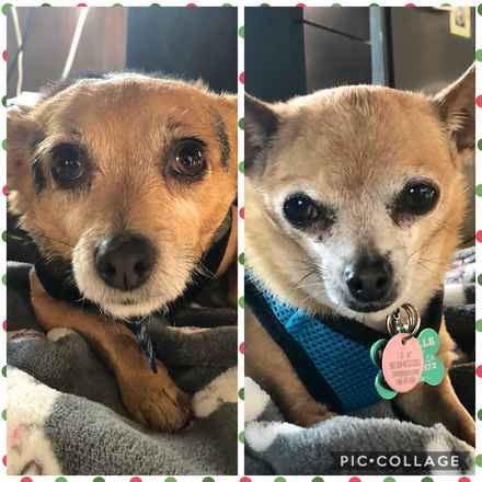 Mr Smee & Miss Chips