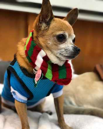 Mr Smee & Miss Chips