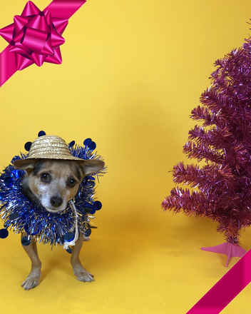 Mr Smee & Miss Chips