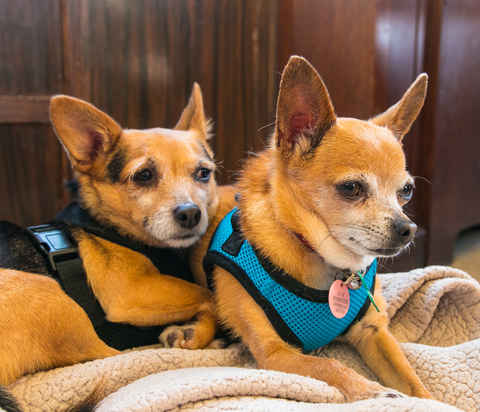 Mr Smee & Miss Chips