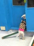 Popsicle
