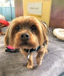 Zeke
