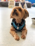 Zeke