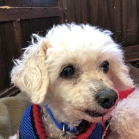 Biscuit