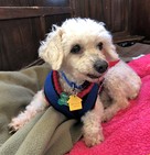 Biscuit