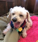 Biscuit